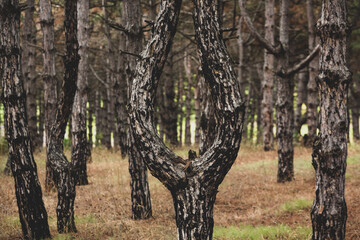 The beautiful and mysterious pine forest. Wood background.