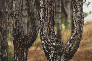 The beautiful and mysterious pine forest. Wood background.