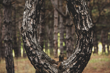 The beautiful and mysterious pine forest. Wood background.