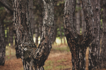 The beautiful and mysterious pine forest. Wood background.