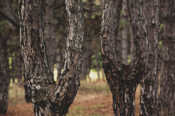 The beautiful and mysterious pine forest. Wood background.