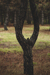 The beautiful and mysterious pine forest. Wood background.