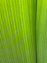 Fototapeta premium Green leaf background