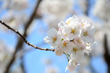 満開の桜のクローズアップ