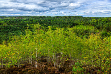 Fototapeta na wymiar Fontainebleau forest
