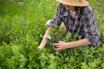 Girl is collecting a pepper mint in the garden.