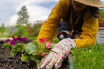 A closeup of hands of a gardener with a seedling.