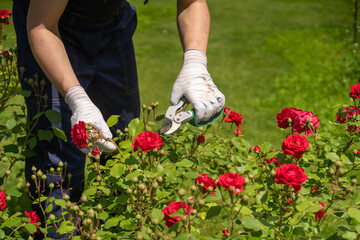 A young man is trimming a rose bush