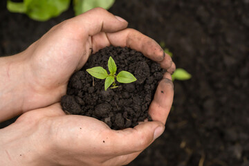 Close up of gardener hands holding seedling.