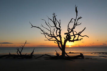 Fototapeta na wymiar Sunrise on Driftwood Beach, Georgia