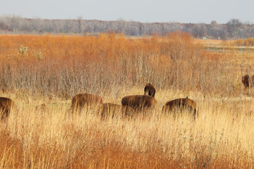 Fototapeta na wymiar American bison in northwest Indiana