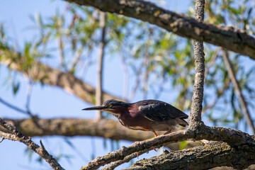Green heron  (Butorides virescens) is a small heron of North and Central America.