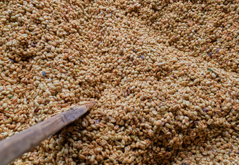 fermentaci&oacute;n caf&eacute;