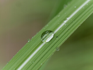 drop of dew on a leaf