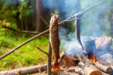 Caught fish taimen on kukan next to the fire. Cooking fish soup