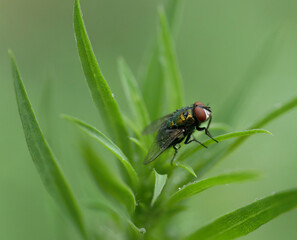 fly on leaf