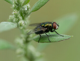 fly on leaf