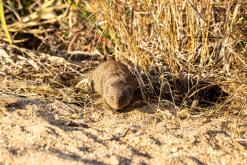 Dwarf Mongoose in grass