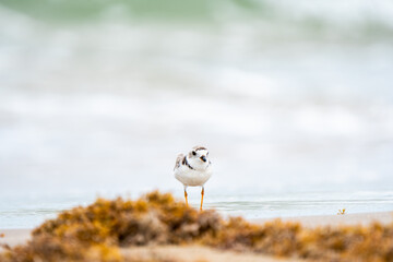 Ocean bird