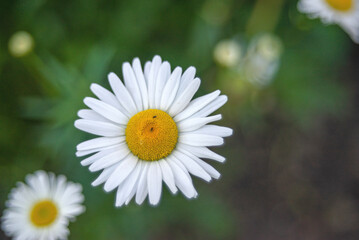 daisy and ladybird