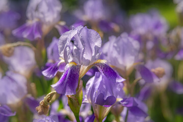 blue iris flower