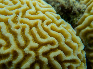 Naklejka na ściany i meble Residents of the underwater flora of the coral reef in the Red Sea, Hurghada, Egypt