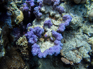 Naklejka na ściany i meble Residents of the underwater flora of the coral reef in the Red Sea, Hurghada, Egypt