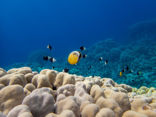 Residents of the underwater flora of the coral reef in the Red Sea, Hurghada, Egypt