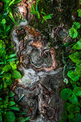 Face in the roots