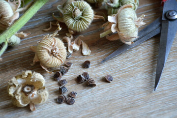 Collecting hollyhock flower seeds from dried flower pods