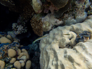 Residents of the underwater flora of the coral reef in the Red Sea, Hurghada, Egypt