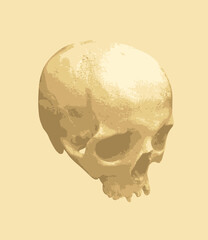 vector human skull. Graphic print for clothes, fabric, wallpaper, wrapping paper, design element for halloween party