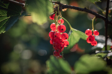 Red currant grows on a bush in garden. Ripe and juicy red currant berries on the branch, close-up.