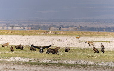 Fototapeta na wymiar Birds in Amboseli National Reserve, Kenya