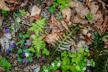 ground foliage