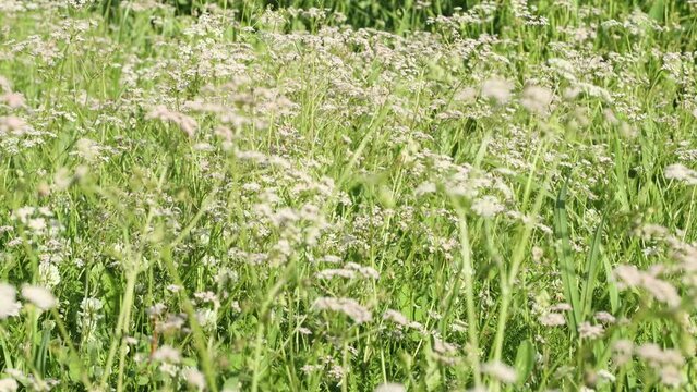 Wild field with cumin flowers, zoom in, close up