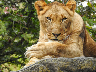 Wary Lioness
