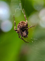 Araneus ventricosus
Spider
