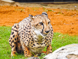 Cheetah Guarding Lure Prey
