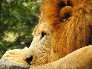Close- up of male Lion with Mane