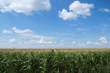 Cornfield background blue sky and clouds.