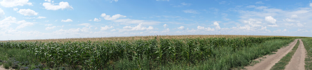 Country road background cornfields and sky.