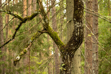 shapes of tree oak branches in forest