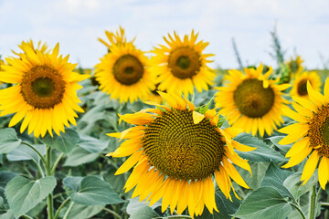 Fields planted with sunflowers, bright yellow and growing flowers.