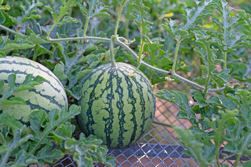 Wassermelone, Citrullus lanatus, auf einem Rankgitter im Garten
