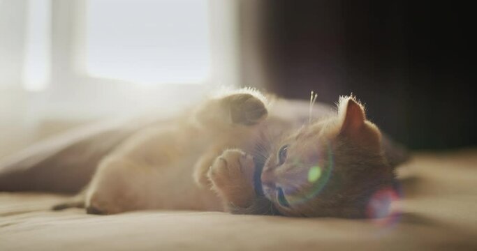 Little ginger kitten plays with a plush mouse by the window