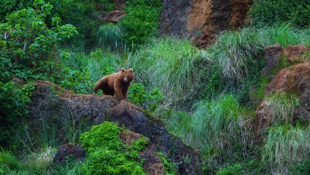 Oso pardo (Ursus arctos)
