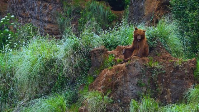 Oso pardo (Ursus arctos)