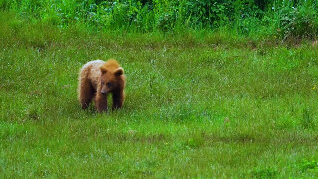 Oso pardo (Ursus arctos)