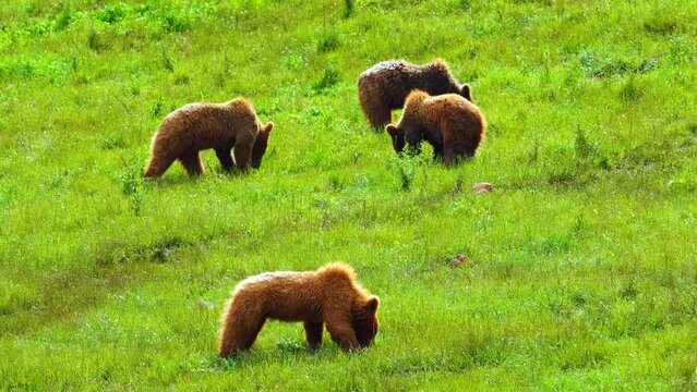 Oso pardo (Ursus arctos)